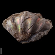 Arcthoplites  sp.