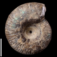 Craspedites  sp.