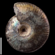 Craspedites  sp.