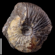 Temnoptychites  elegans