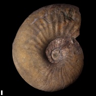 Deshayesites  sp.