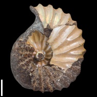 Arcthoplites  gerassimovi