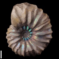Arcthoplites  gerassimovi