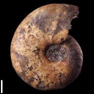 Anadesmoceras  vladimirovi