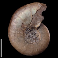 Anadesmoceras  vladimirovi