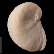 Exogyra  sp.