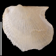 Oxytoma  sp.