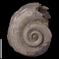 Bathrotomaria  buvignieri