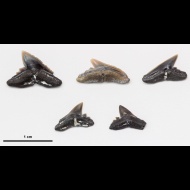 Physogaleus  secundus