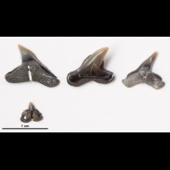 Physodon  sp.