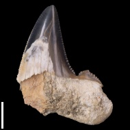 Otodus  poseidoni