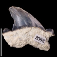 Striatolamia cf. macrota