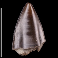 Cybium  sp.
