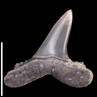 Mennerotodus  gluekmani