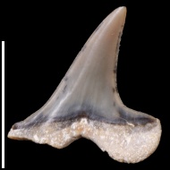 Anomotodon  sp.