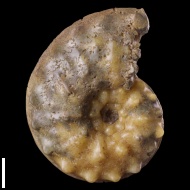 Schloenbachia  sp.