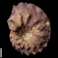 Schloenbachia  sp.