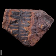 Anomozamites  sp.