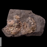 Plasmatites  sp.