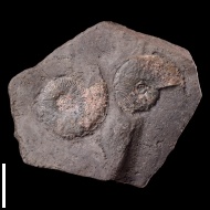 Plasmatites  lineatum