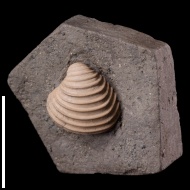 Astarte (Trautscholdia)  cordata (Trautschold, 1860)