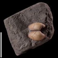 Nucula  sp.