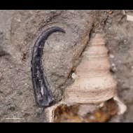 Onychites  sp.