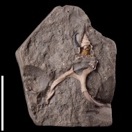 Dicroloma  gagnebini (Thurmann in Piette, 1867)