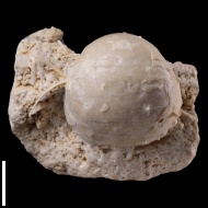 Krotovia ex. gr. tuberculata