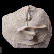 Echinaria  neopunctata (Licharev, 1938)