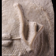 Ascopora  sp.