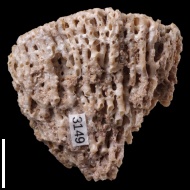 Siphonodendron  sp.