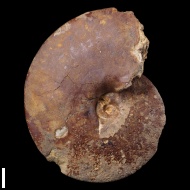 Placenticeras  sp.