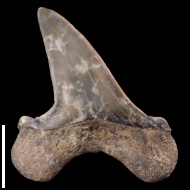 Cretoxyrhina  vraconensis