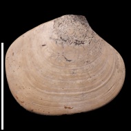 Pressastarte  sp.