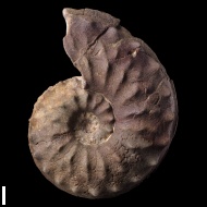 Schloenbachia  varians