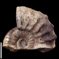 Neocosmoceras  sp.
