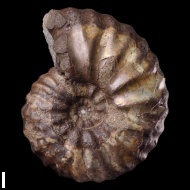 Arcthoplites  sp.