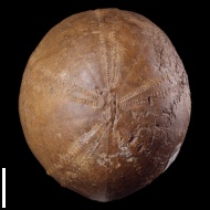 Echinocorys  sp.