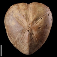 Micraster  sp.