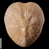 Micraster  sp.