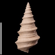 Dicroloma  gagnebini (Thurmann in Piette, 1867)