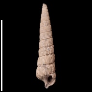 Cryptaulax  sp.