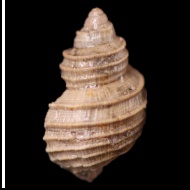 Eucycloscala  sp.
