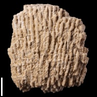 Siphonodendron  sp.