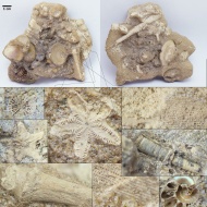 Isocrinus  sp.