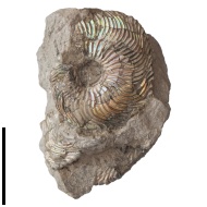 Cardioceras  sp.
