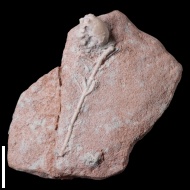 Acrocrinus  sp.