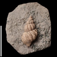 Maturifusus  sp.