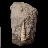 Clathrobaculus juv. 